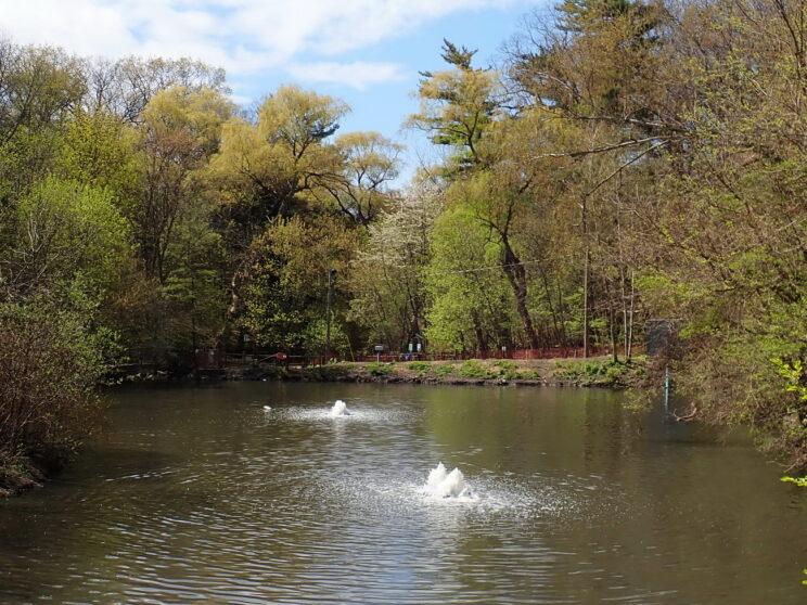 Ridout Pond with aerator. 2021. Photo: Karen Yukich