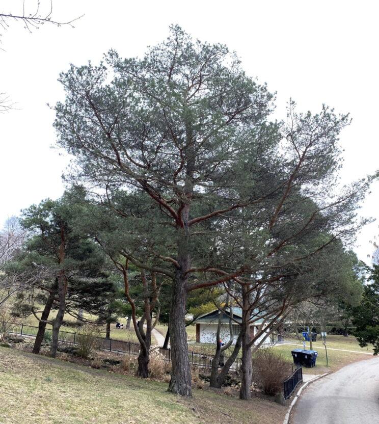 Scots Pines. Photo: Susan Bolychuck