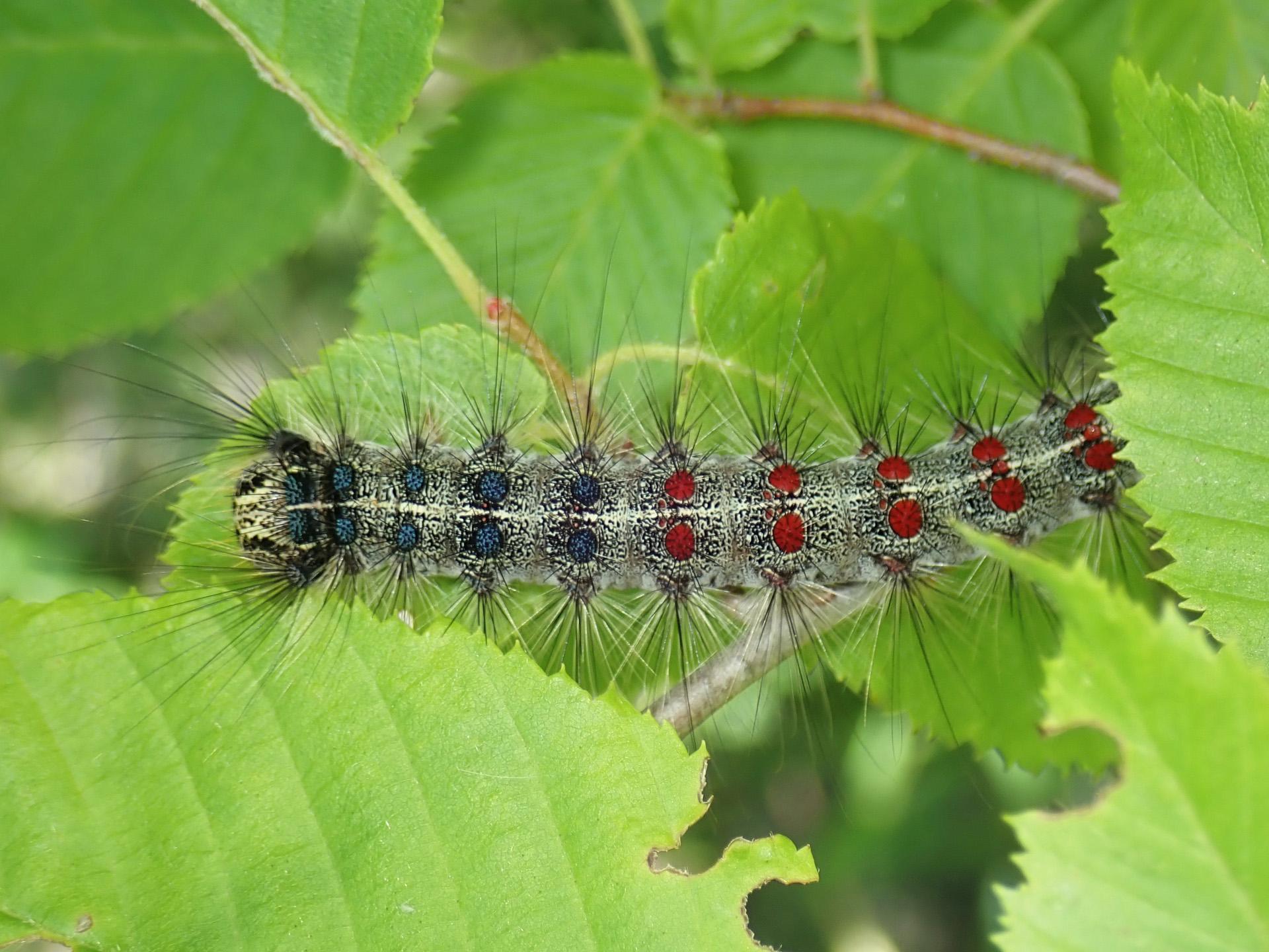 LDD (Gypsy) Moth Caterpillars High Park Nature