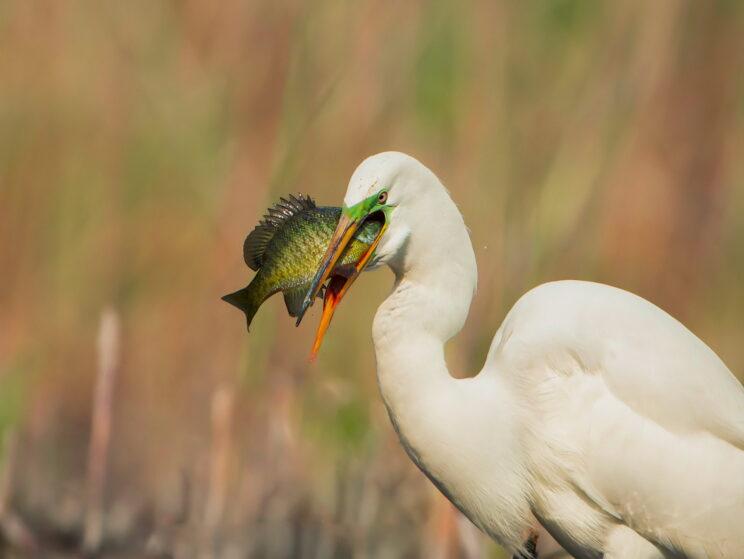 Great Egret with fish. Photo: Anoop Singh