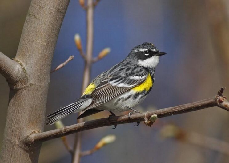 Yellow-rumped Warbler: Photo: Steven Rose 