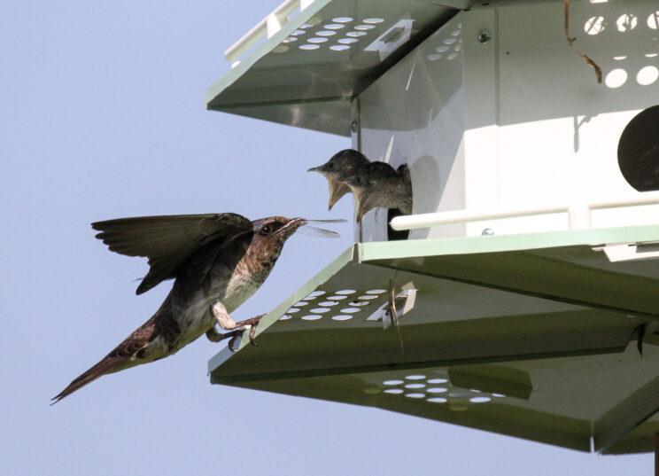 Mother feeding young purple martins. Photo: Monika Croydon