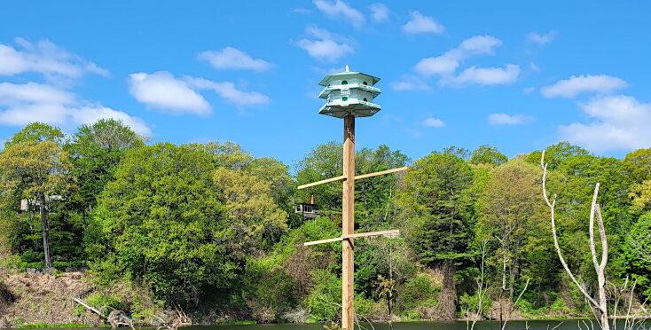 New Purple Martin House. Spring 2023. Photo: Clara Greig