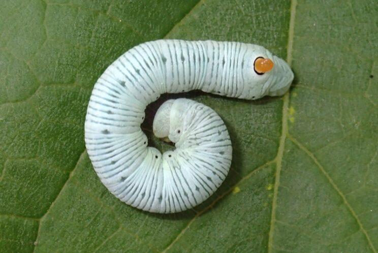 Abbott's Sphinx (2nd last instar). Photo: Richard Aaron