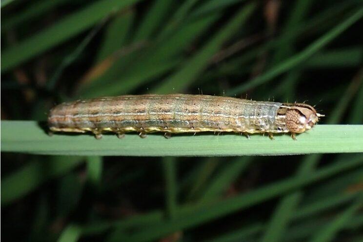 Armyworm (The White-speck). Photo: Richard Aaron