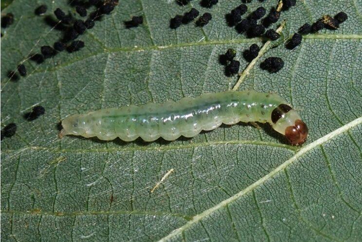 Basswood Leafroller. Photo: Richard Aaron