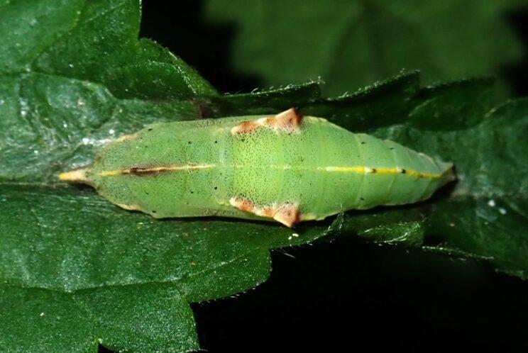 Cabbage White chrysalis. Photo: Richard Aaron