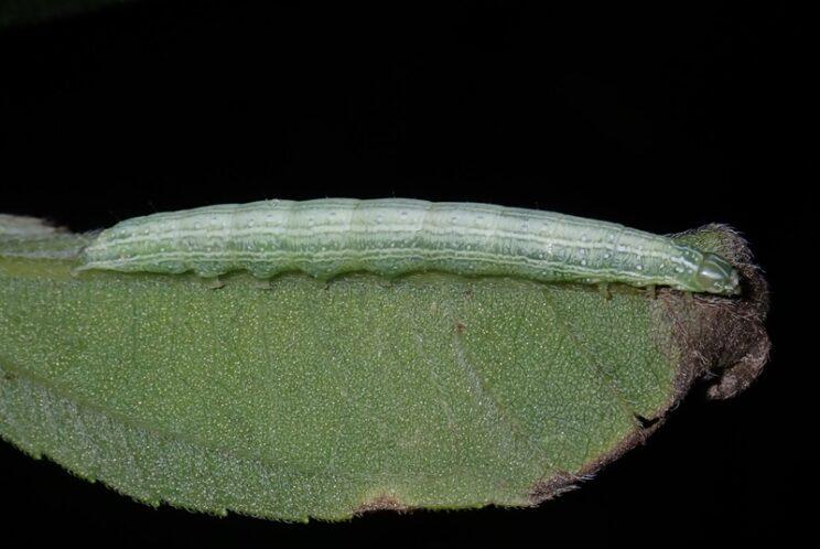 Common Pinkband. Photo: Richard Aaron