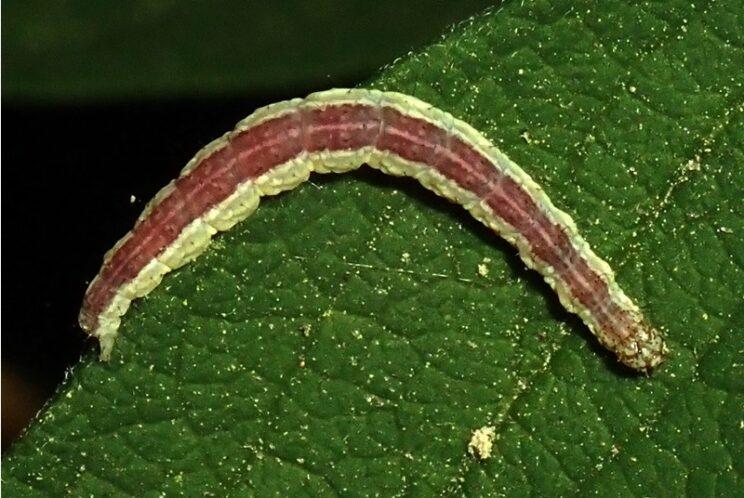 European Honeysuckle Moth. Photo: Richard Aaron