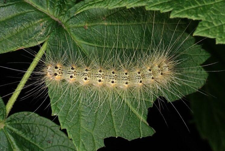 Fall Webworm. Photo: Richard Aaron