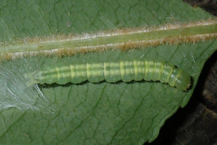 Gold-striped Leaftier. Photo: Richard Aaron