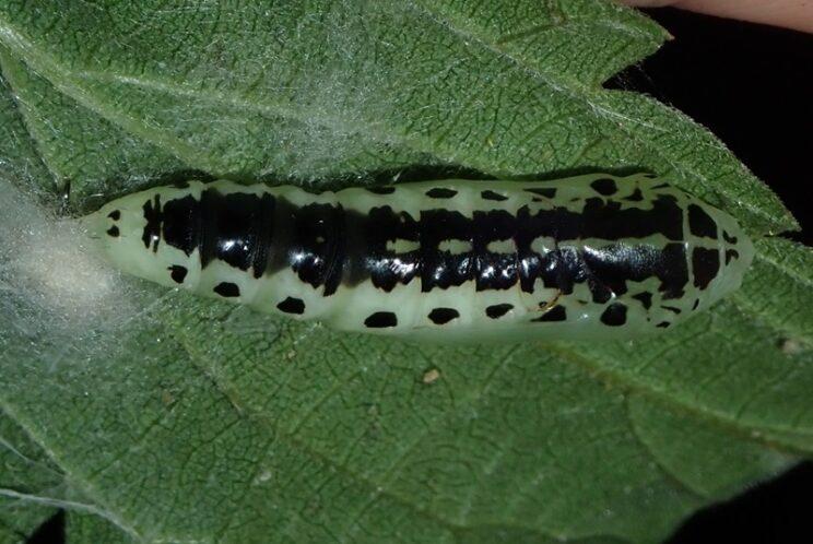 Hologram Moth cocoon. Photo: Richard Aaron