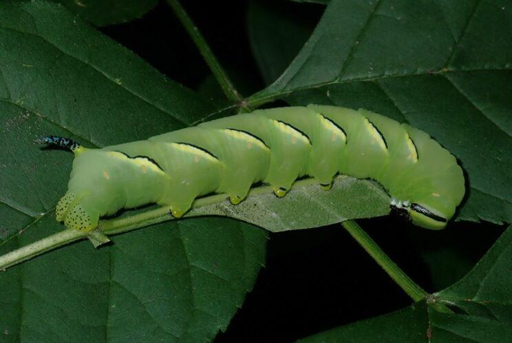 Laurel Sphinx. Photo: Richard Aaron