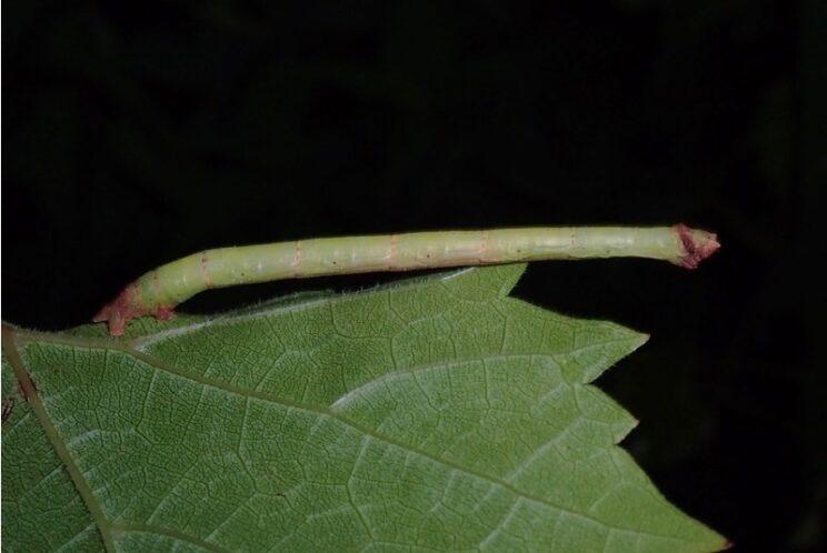 Lesser Grapevine Looper. Photo: Richard Aaron