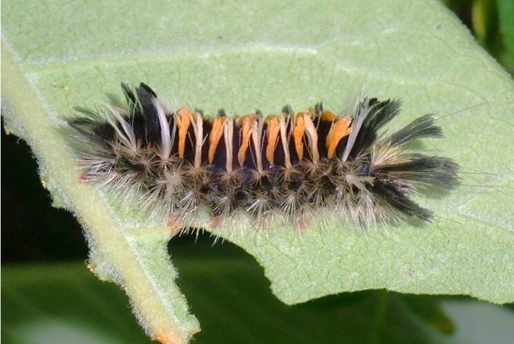 Milkweed Tussock Moth. Photo: Richard Aaron