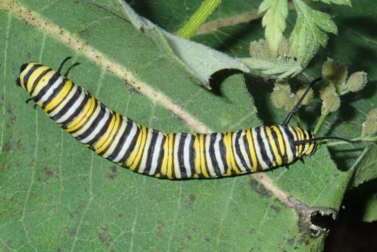 Monarch Butterfly. Photo: Richard Aaron