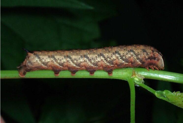 Nessus Sphinx, Photo: Richard Aaron