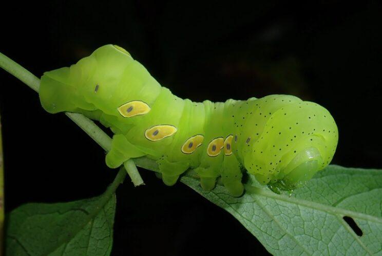 Pandorus Sphinx (5th instar). Photo: Richard Aaron