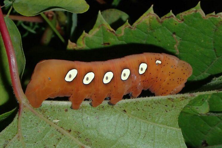 Pandorus Sphinx (5th instar). Photo: Richard Aaron