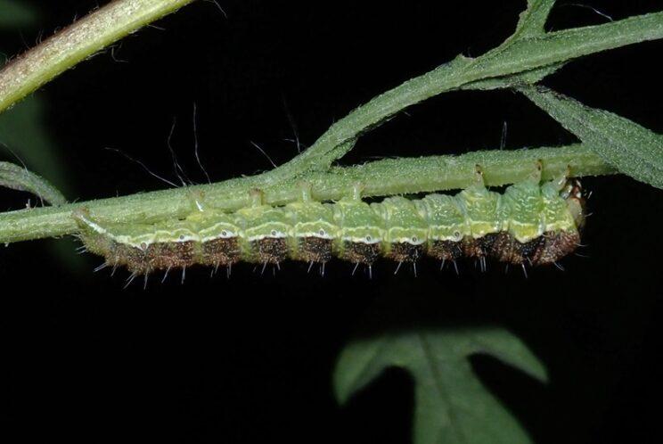 Ragweed Flower Moth. Photo: Richard Aaron