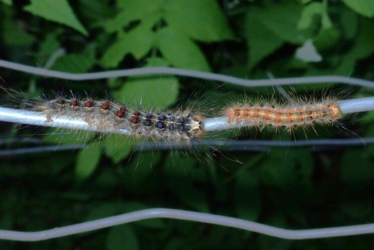 Spongy Moth. Photo: Richard Aaron