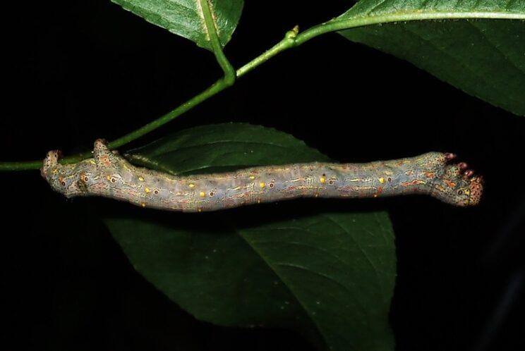 Stout Spanworm, Photo: Richard Aaron