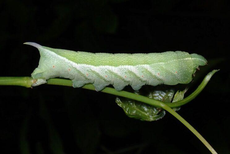 Virginia Creeper Sphinx. Photo: Richard Aaron