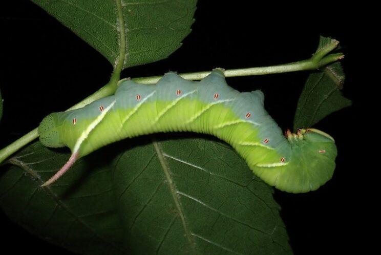 Waved Sphinx. Photo: Richard Aaron