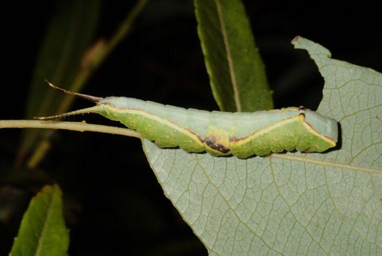 Western Furcula. Photo: Richard Aaron