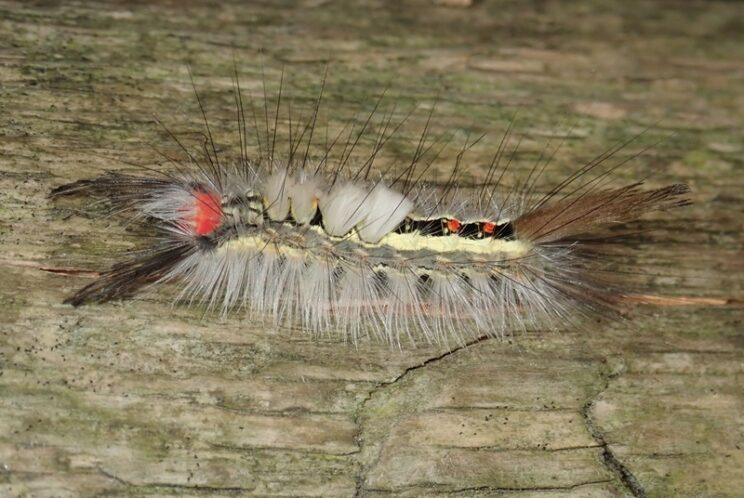 White-marked Tussock Moth. Photo: Richard Aaron