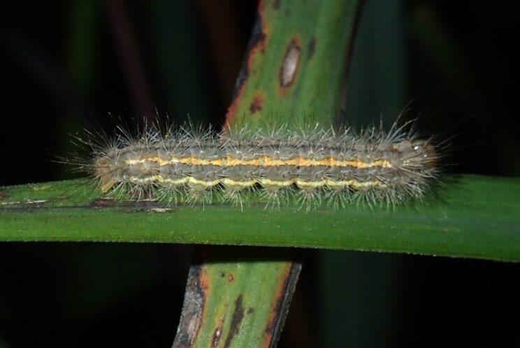 Yellow-collared Scape Moth. Photo: Richard Aaron