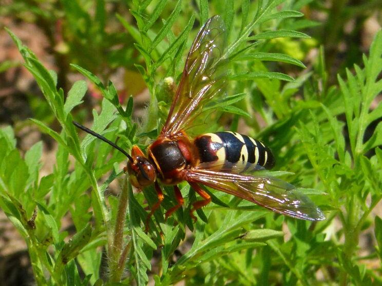 Cicada-killer Wasp. Photo: Karen Yukich