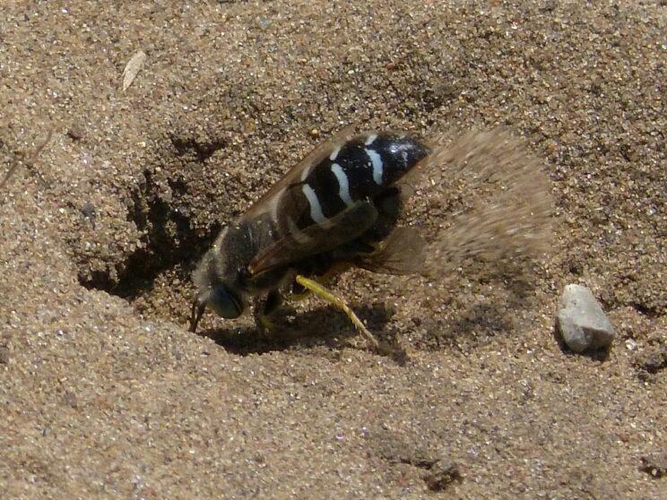 American Sand Wasp, Bembix americana. Photo: Karen Yukich