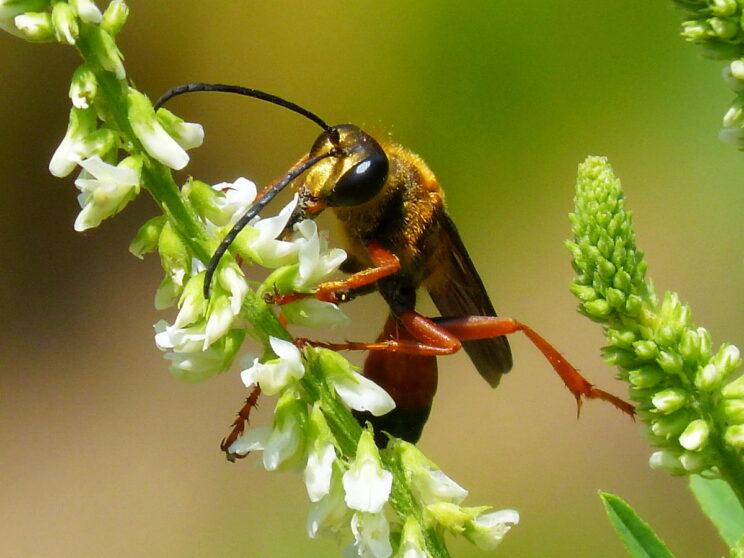 Great Golden Digger Wasp. Photo: Karen Yukich