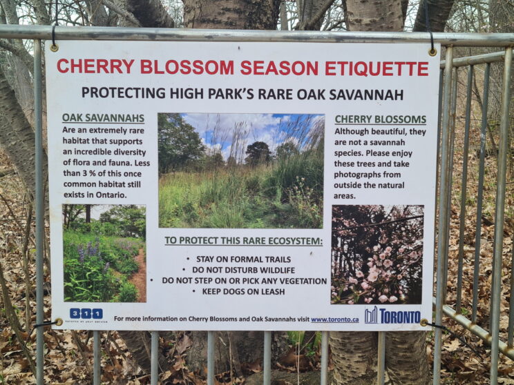 Cherry Blossom Etiquette sign
