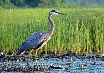 Great Blue Heron. Photo: Steven Rose