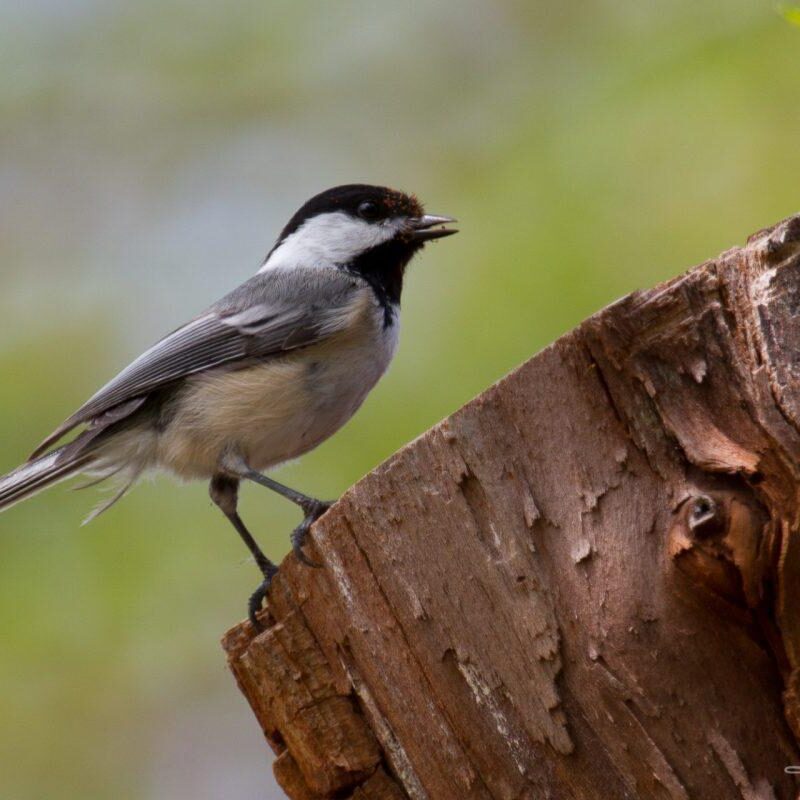 Black-capped Chickadee. Photo: Lu Liu