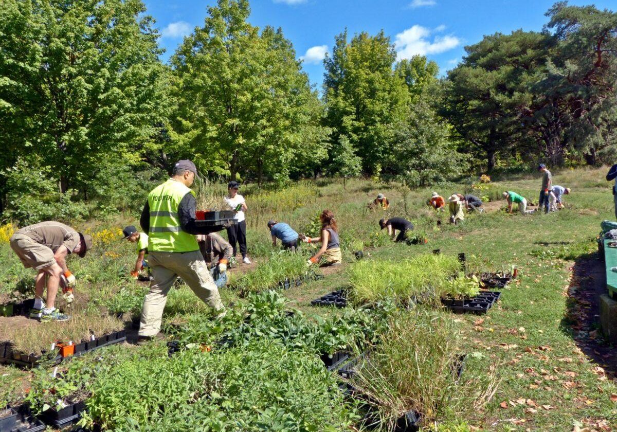 2016-High-Park-Stewards_Work_with_Plants_117-e