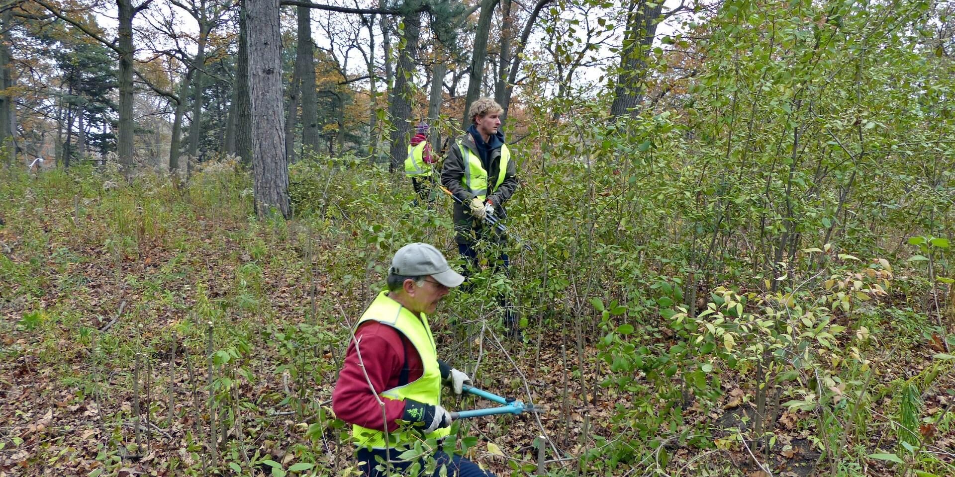 High Park Stewards buckthorn busting, 2017. Photo: Sharon Lovett