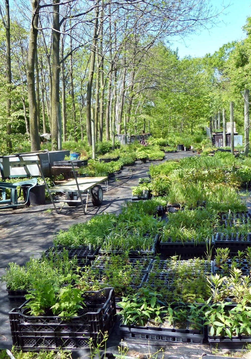 High Park Greenhouses.