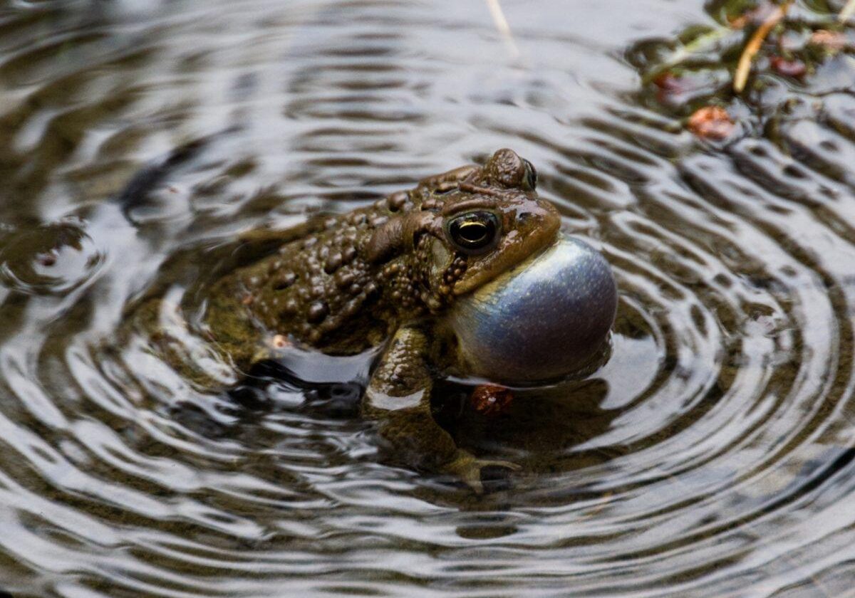 American Toad vocalizing. Photo: Tony Pus