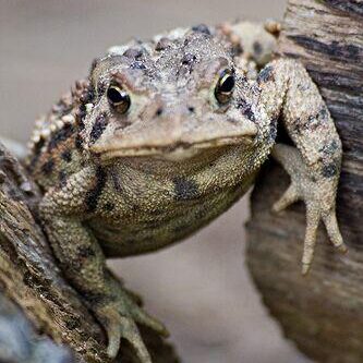 American Toad. Photo: Tony Pus