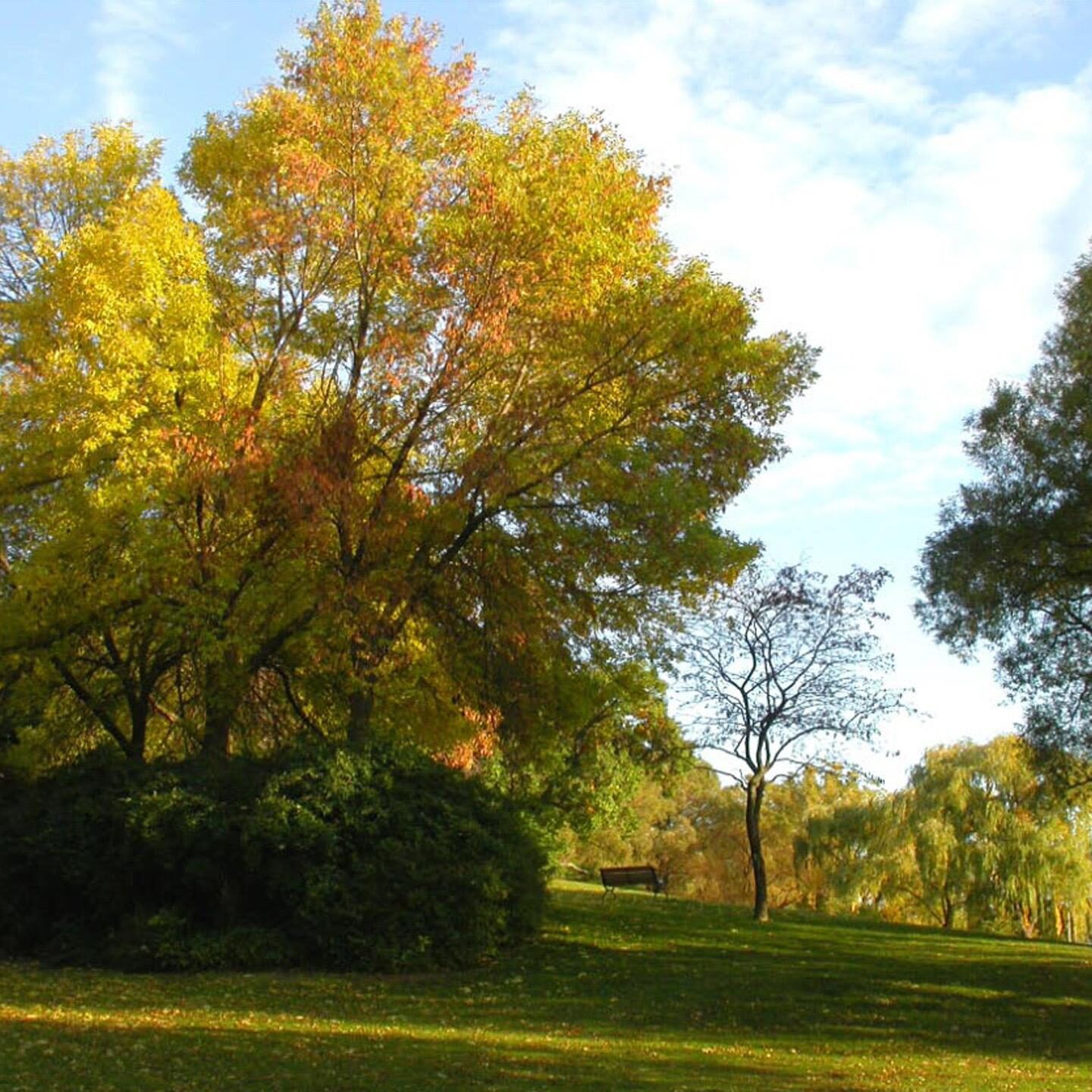 Autumn trees. Photo: Peter Weis