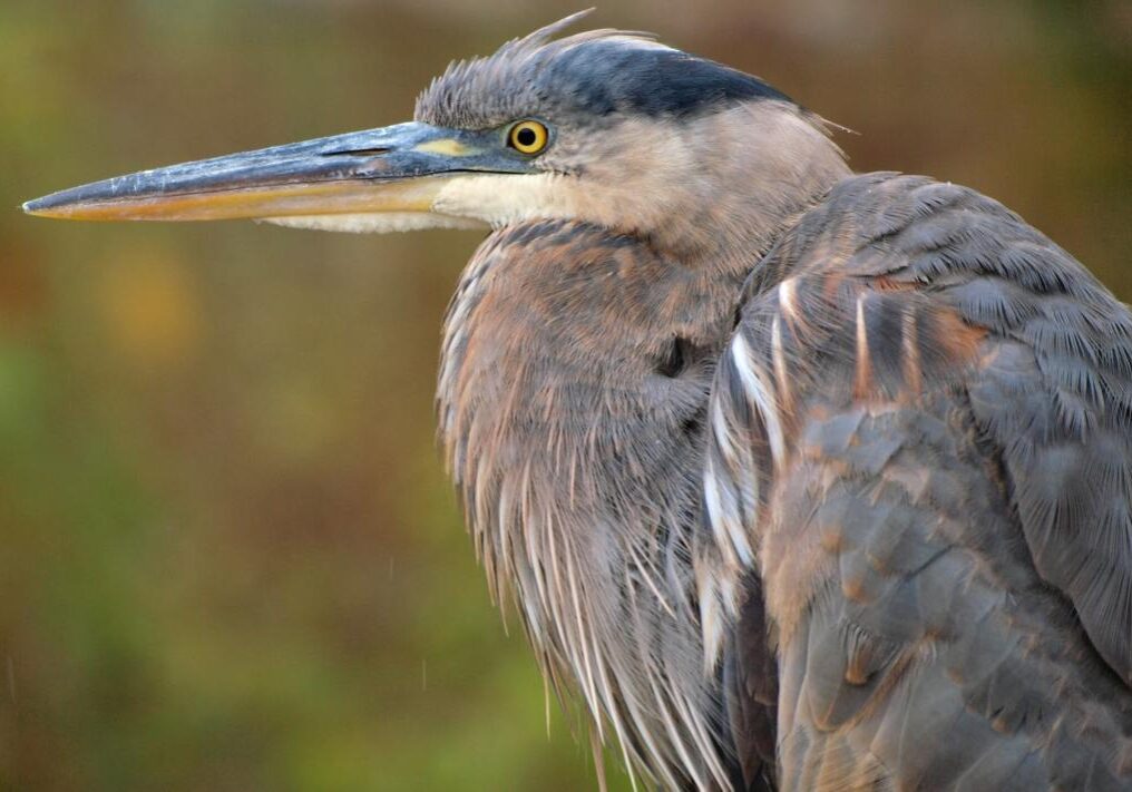 Great Blue Heron. Photo: Colin Marcano