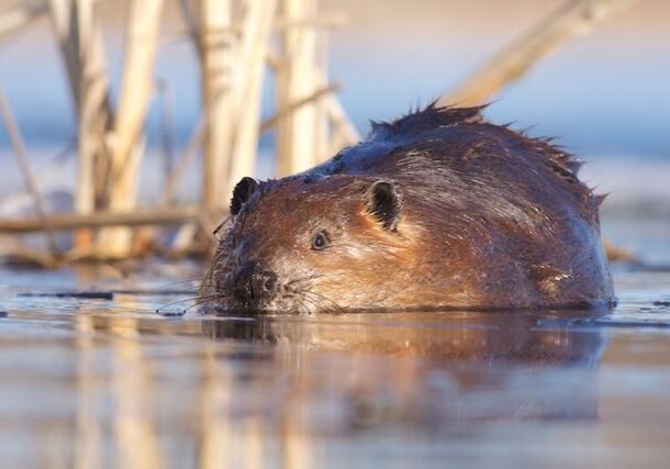 Beaver. Photo: Iain Fleming