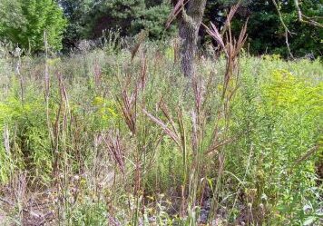 Big Bluestem. Photo: Sharon Lovett