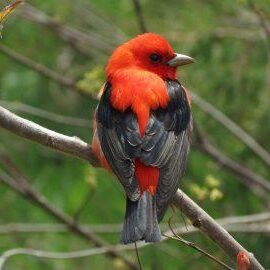 Scarlet Tanager. Photo: Bob Yukich