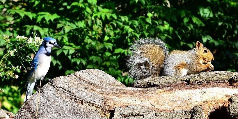 Blue Jay and Grey Squirrel. Photo: JM