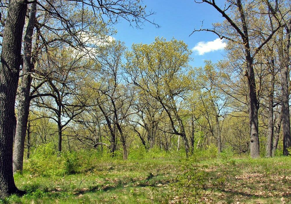 Black Oak Savanna in spring. Photo: James Kamstra