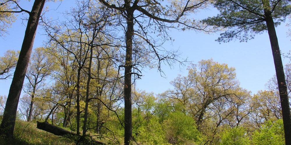 High Park Black Oak Savanna in spring. Photo: James Kamstra